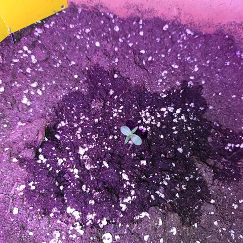 Ammy growlog photo: Seedling phase started.