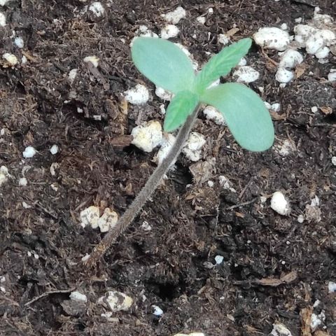 Ammy growlog timeline photo