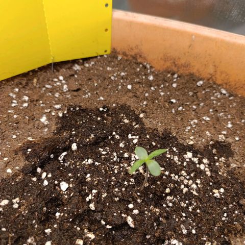 Ammy growlog timeline photo