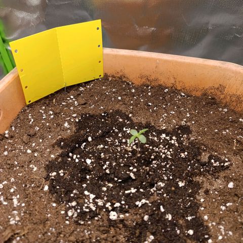 Ammy growlog timeline photo
