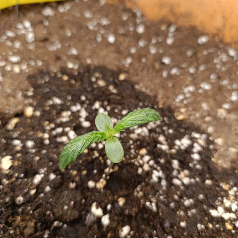 Ammy growlog timeline photo