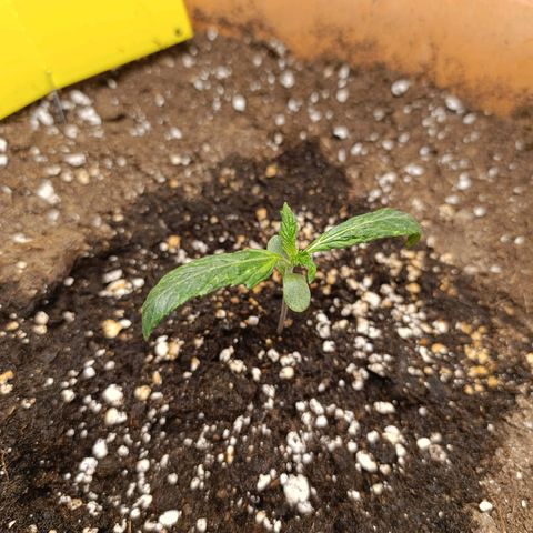 Ammy growlog timeline photo
