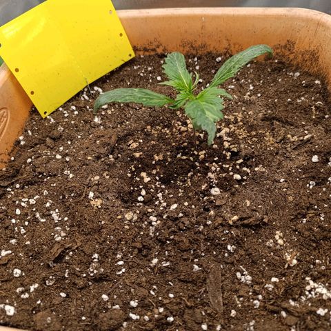 Ammy growlog timeline photo