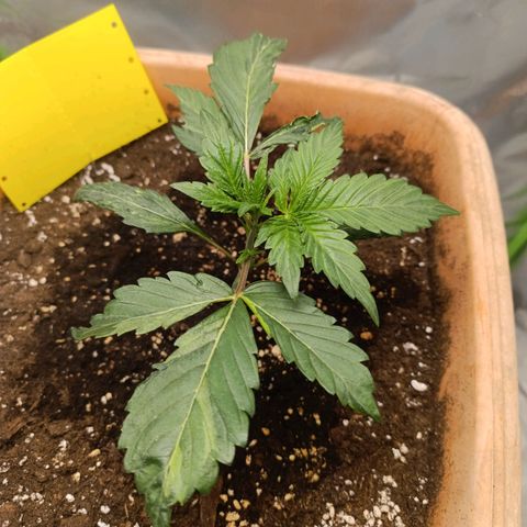 Ammy growlog timeline photo
