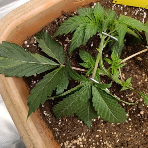 Ammy growlog timeline photo