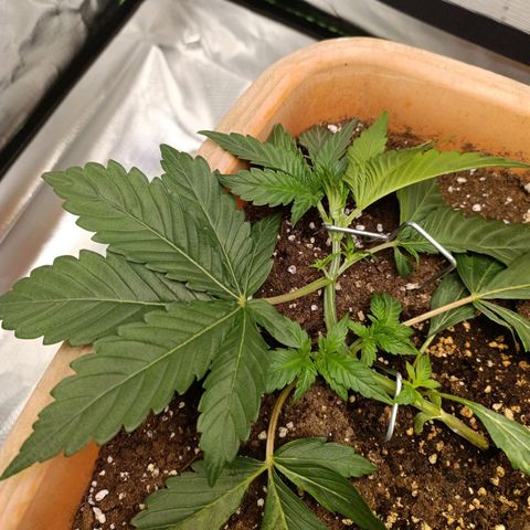 Ammy growlog timeline photo