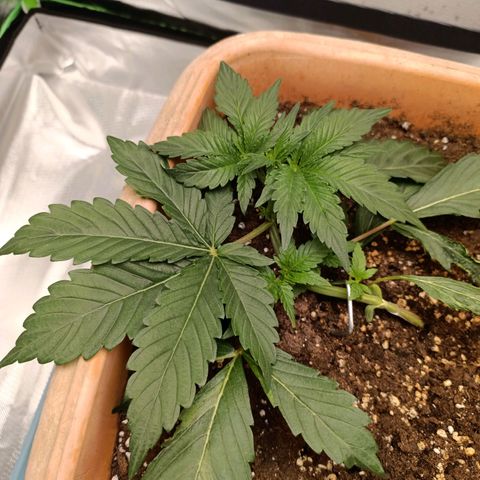 Ammy growlog timeline photo