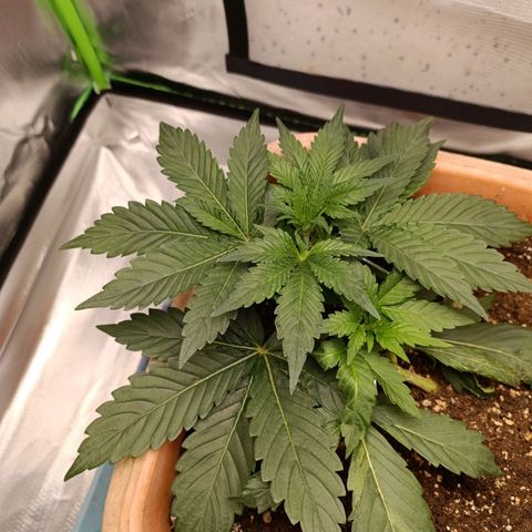 Ammy growlog timeline photo