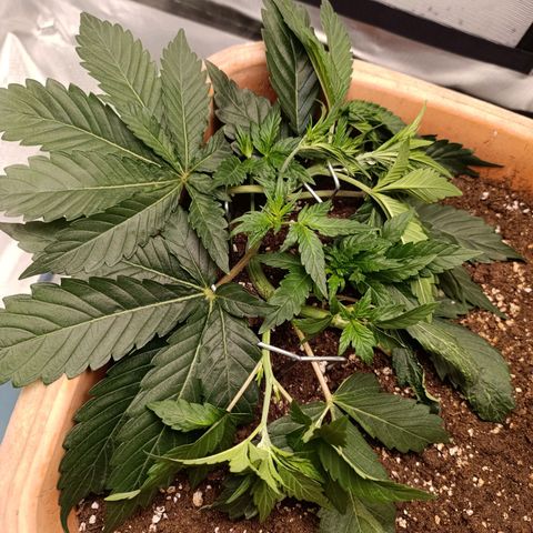 Ammy growlog timeline photo