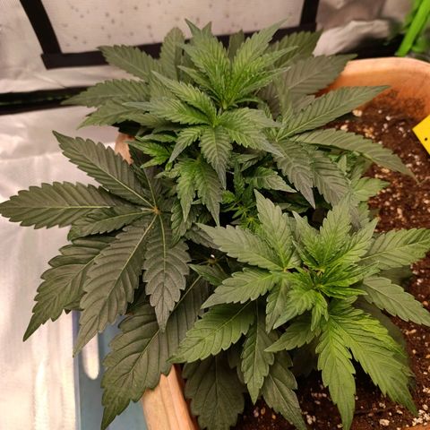 Ammy growlog timeline photo