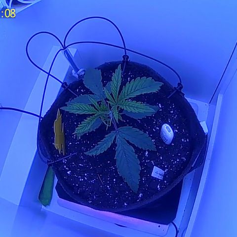 Royal Gorilla growlog timeline photo