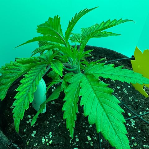 Royal Gorilla growlog photo: Getoppt Und den Haupttrieb gebogen 