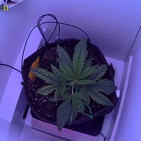 Royal Gorilla growlog photo: Getoppt Und den Haupttrieb gebogen 