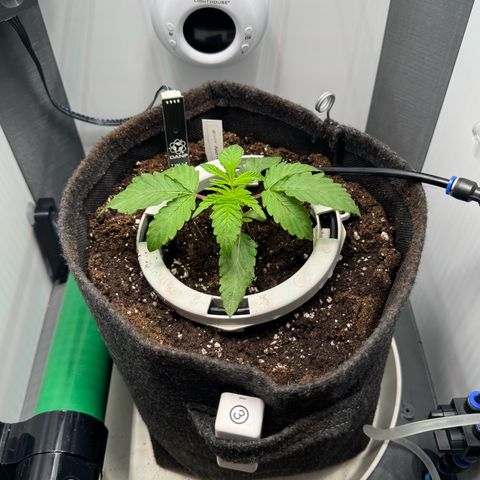 Punch Pie RQS growlog photo: Umgetopft 