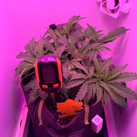 Royal Gorilla growlog timeline photo