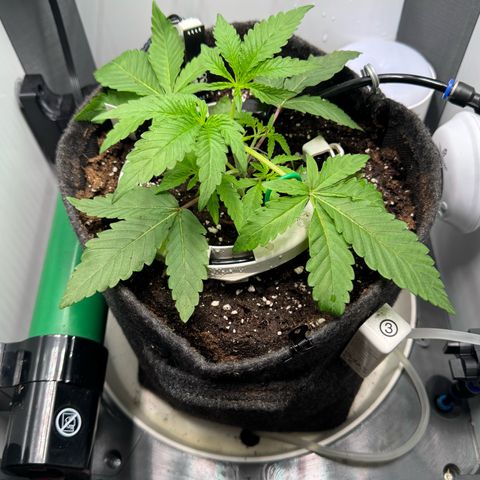 Punch Pie RQS growlog timeline photo