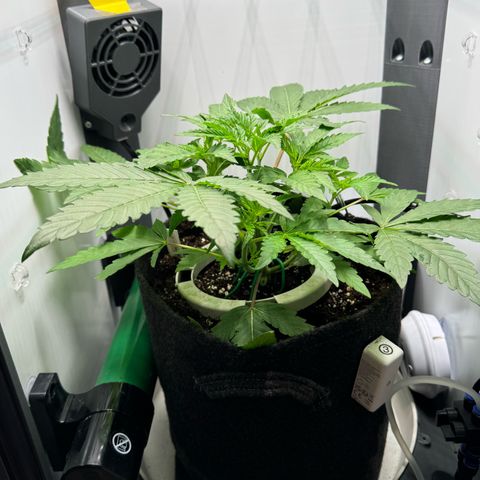 Punch Pie RQS growlog timeline photo
