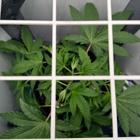 Punch Pie RQS growlog timeline photo
