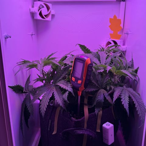 Royal Gorilla growlog timeline photo
