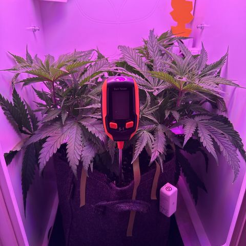 Royal Gorilla growlog timeline photo
