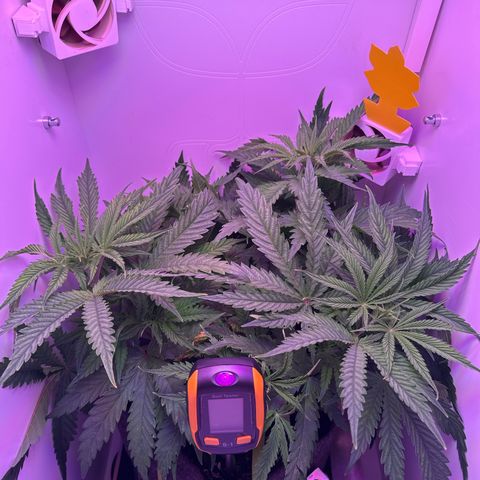 Royal Gorilla growlog timeline photo