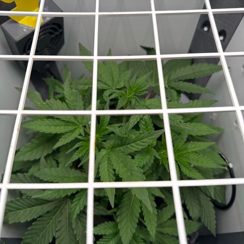 Punch Pie RQS growlog timeline photo