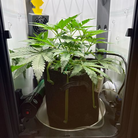 Punch Pie RQS growlog timeline photo