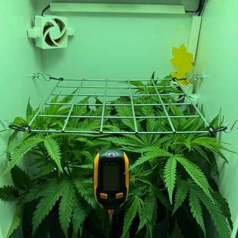Royal Gorilla growlog timeline photo