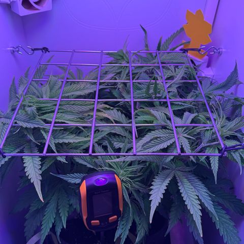 Royal Gorilla growlog timeline photo