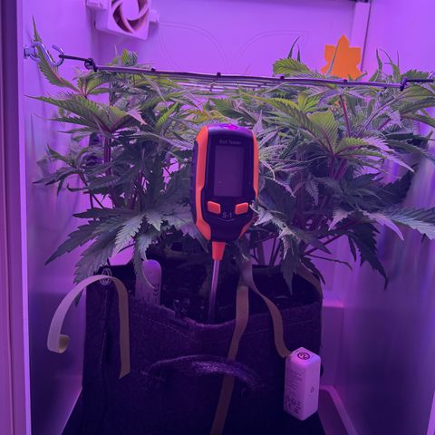 Royal Gorilla growlog timeline photo