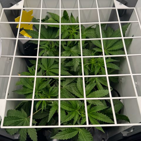 Punch Pie RQS growlog timeline photo