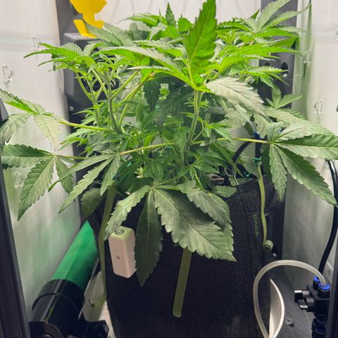 Punch Pie RQS growlog timeline photo