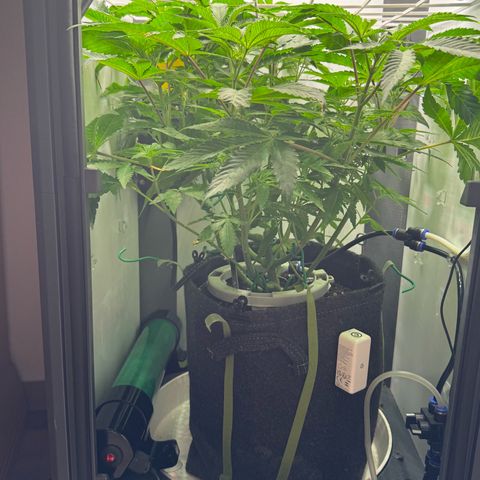Punch Pie RQS growlog timeline photo