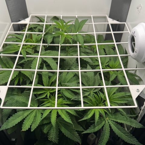 Punch Pie RQS growlog timeline photo