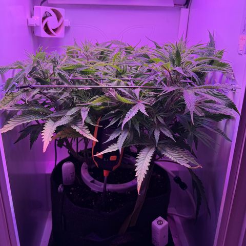 Royal Gorilla growlog timeline photo