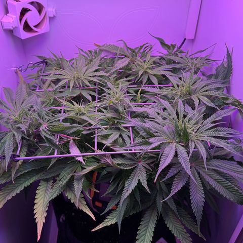 Royal Gorilla growlog timeline photo