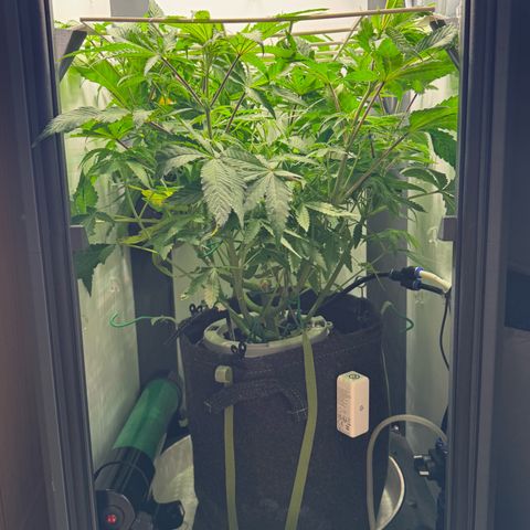 Punch Pie RQS growlog timeline photo