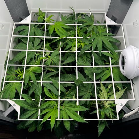 Punch Pie RQS growlog timeline photo