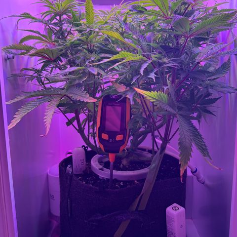 Royal Gorilla growlog timeline photo