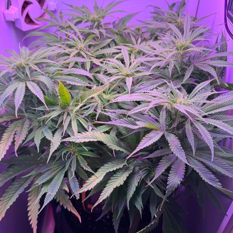 Royal Gorilla growlog timeline photo