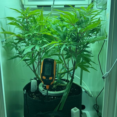 Royal Gorilla growlog timeline photo