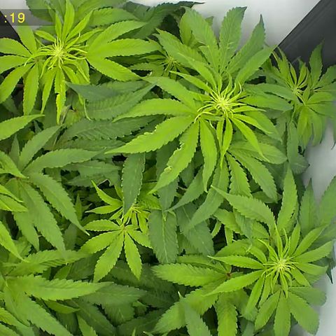 Punch Pie RQS growlog timeline photo