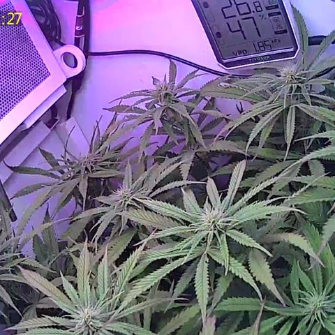 Royal Gorilla growlog timeline photo