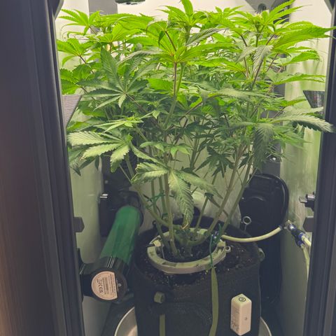 Punch Pie RQS growlog timeline photo