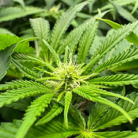 Punch Pie RQS growlog timeline photo