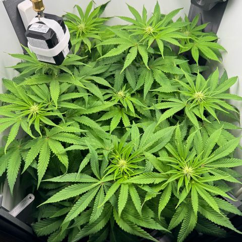 Punch Pie RQS growlog timeline photo