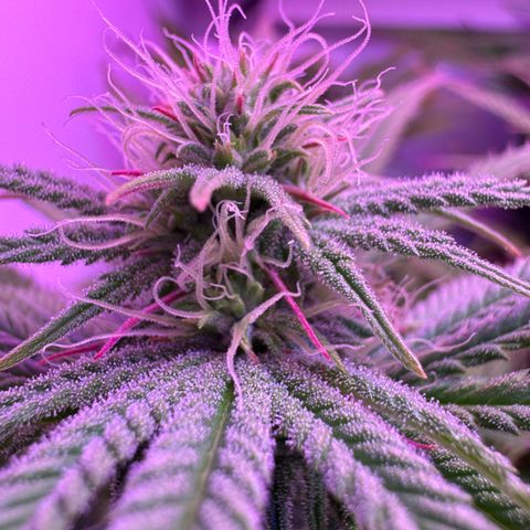 Royal Gorilla growlog timeline photo