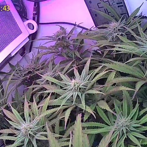 Royal Gorilla growlog timeline photo