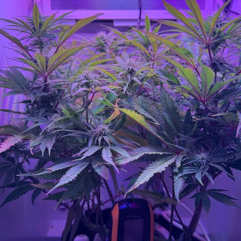Royal Gorilla growlog timeline photo