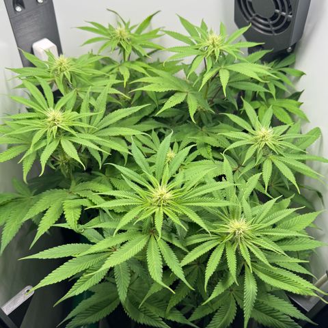 Punch Pie RQS growlog timeline photo